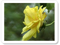 New job ecard- Congrats For New Job