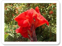 Congratulations ecard- Convey Congratulations