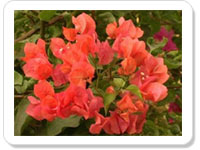 Easter ecard- Shower Of Blessings