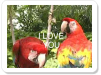 I love you ecard- Express Love